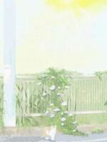 盛夏照晚晴